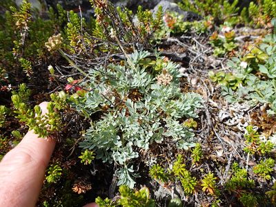Podistera yukonensis, photographed by Rob Foster