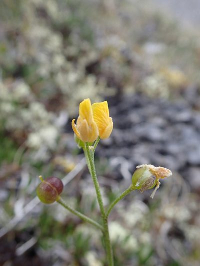 Physaria calderi, photographed by Rob Foster