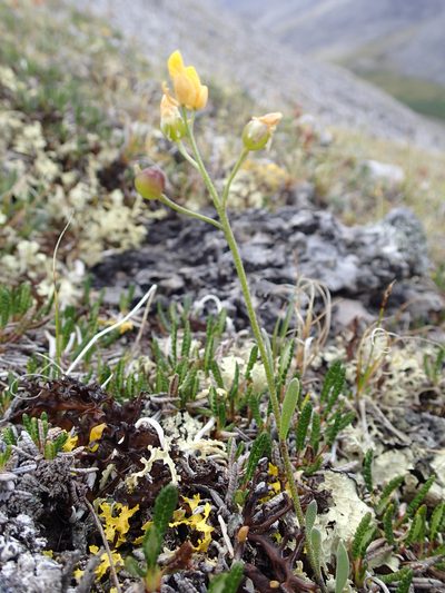 Physaria calderi, photographed by Rob Foster