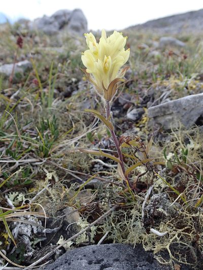 Castilleja hyperborea, photographed by Rob Foster