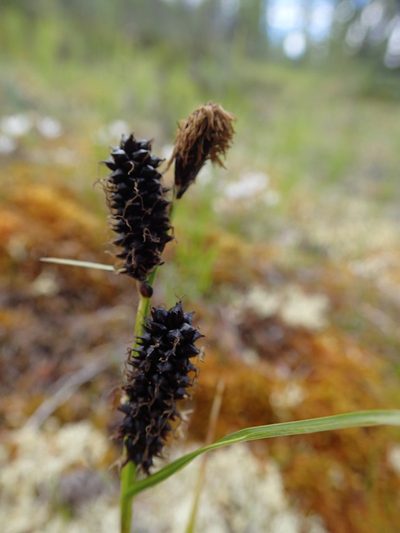 Carex membranacea, photographed by Rob Foster