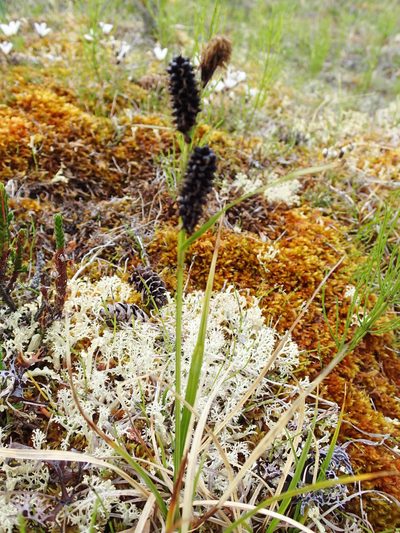 Carex membranacea, photographed by Rob Foster