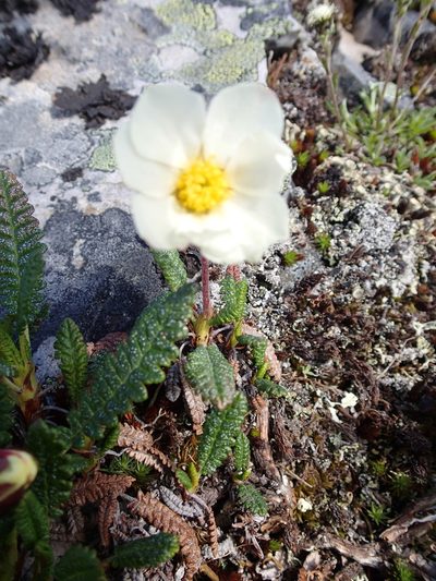 Dryas alaskensis, photographed by Rob Foster