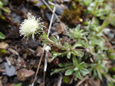 Antennaria monocephala, photographed by Rob Foster