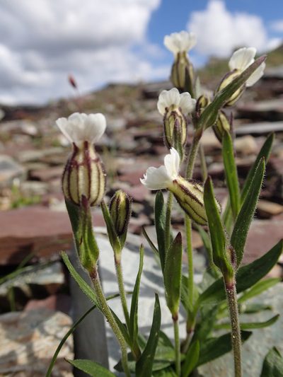 Silene involucrata, photographed by Rob Foster