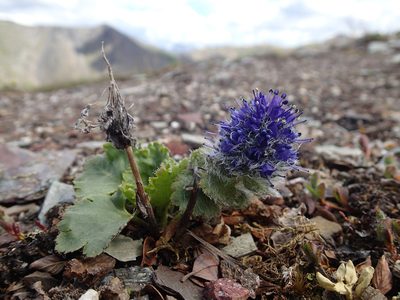 Veronica alaskensis, photographed by Rob Foster