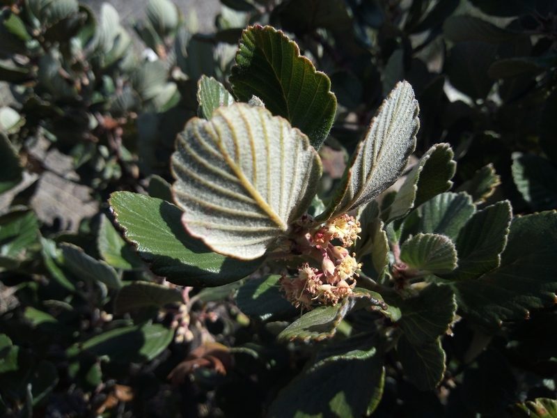 Cercocarpus fothergilloides, photographed by Leticia Jiménez Hernández