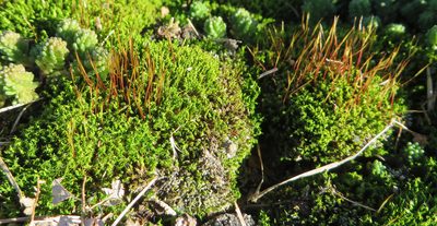 Tortella humilis, photographed by Gordon Johnston