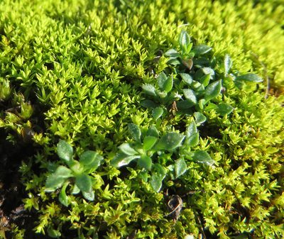 Tortella humilis, photographed by Gordon Johnston