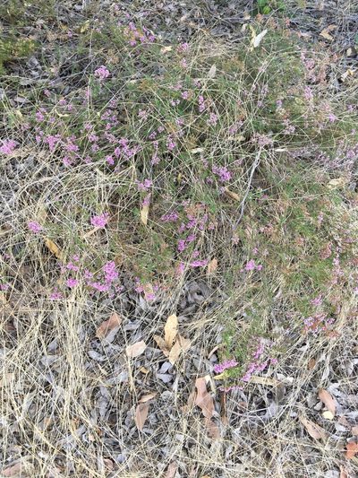 Verticordia densiflora, photographed by Samuel Brown