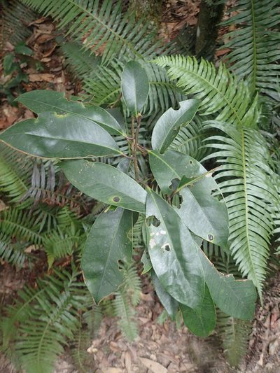 Ilex tugitakayamensis, photographed by 呂一起(Lyu yi-chi)