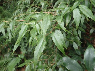 Vaccinium kengii, photographed by 呂一起(Lyu yi-chi)