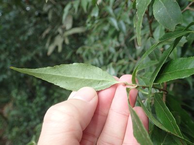 Vaccinium kengii, photographed by 呂一起(Lyu yi-chi)