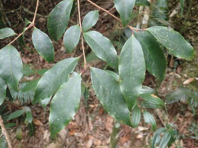 Symplocos sonoharae, photographed by 呂一起(Lyu yi-chi)