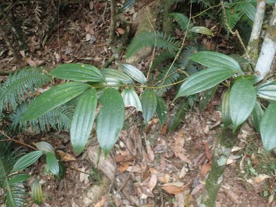 Cinnamomum subavenium, photographed by 呂一起(Lyu yi-chi)