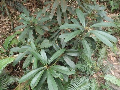 Rhododendron formosanum, photographed by 呂一起(Lyu yi-chi)