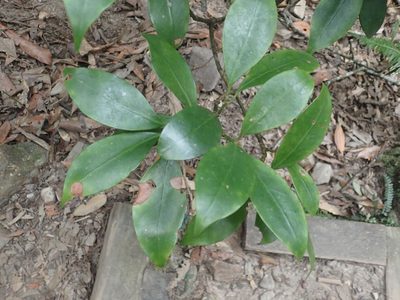 Illicium anisatum, photographed by 呂一起(Lyu yi-chi)
