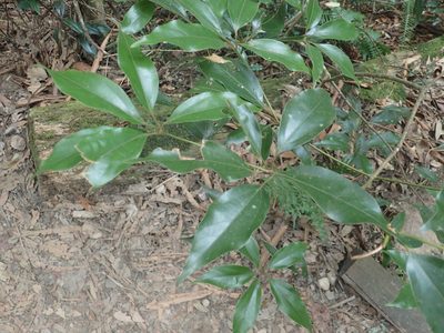 Neolitsea variabillima, photographed by 呂一起(Lyu yi-chi)