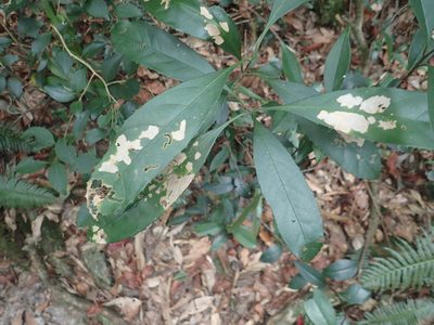 Chengiodendron matsumuranum, photographed by 呂一起(Lyu yi-chi)