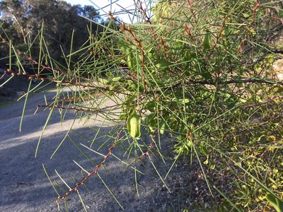 Hakea trifurcata, photographed by Samuel Brown