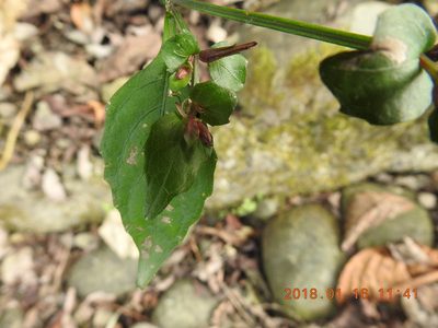 Strobilanthes flexicaulis, photographed by fagushayata