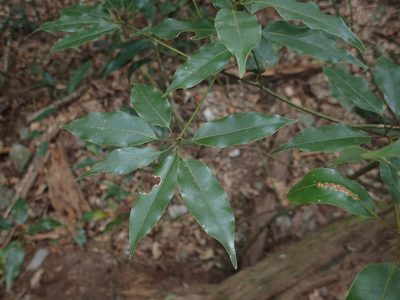 Neolitsea acuminatissima, photographed by 呂一起(Lyu yi-chi)