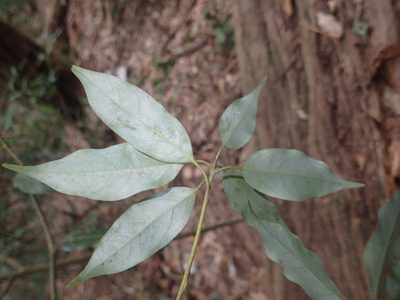 Neolitsea acuminatissima, photographed by 呂一起(Lyu yi-chi)