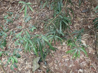 Podocarpus fasciculus, photographed by 呂一起(Lyu yi-chi)