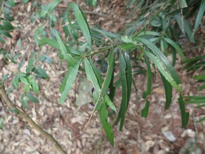 Podocarpus fasciculus, photographed by 呂一起(Lyu yi-chi)