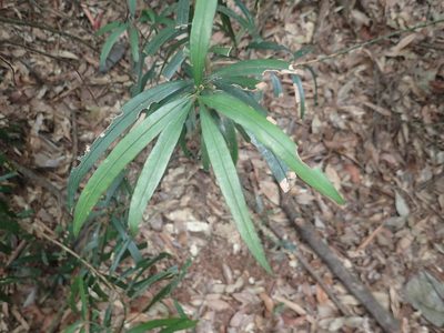 Podocarpus fasciculus, photographed by 呂一起(Lyu yi-chi)