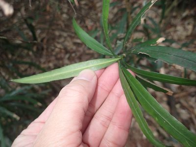 Podocarpus fasciculus, photographed by 呂一起(Lyu yi-chi)