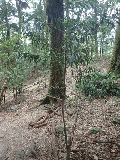 Podocarpus fasciculus, photographed by 呂一起(Lyu yi-chi)
