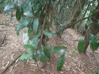 Castanopsis carlesii, photographed by 呂一起(Lyu yi-chi)