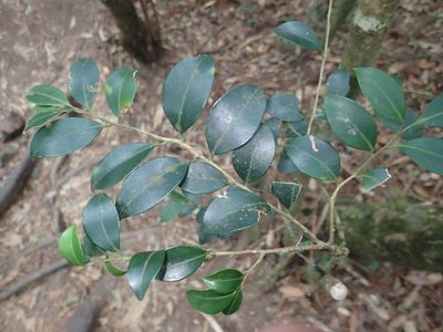 Ilex goshiensis, photographed by 呂一起(Lyu yi-chi)