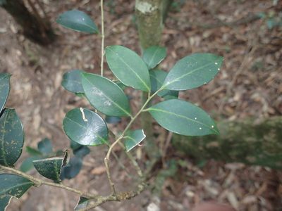 Ilex goshiensis, photographed by 呂一起(Lyu yi-chi)