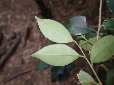 Ilex goshiensis, photographed by 呂一起(Lyu yi-chi)