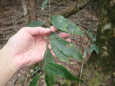 Ilex tugitakayamensis, photographed by 呂一起(Lyu yi-chi)
