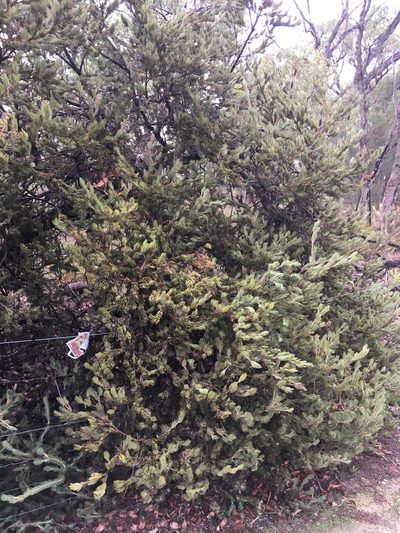 Adenanthos cygnorum, photographed by Samuel Brown
