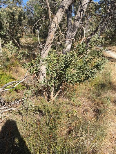 Jacksonia floribunda, photographed by Samuel Brown