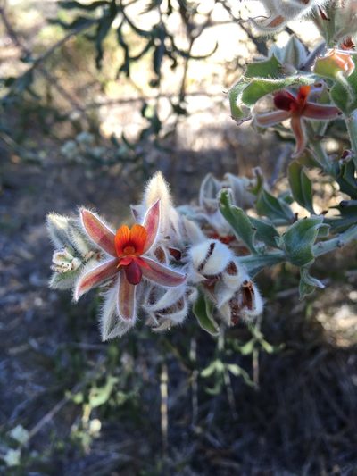 Jacksonia floribunda, photographed by Samuel Brown
