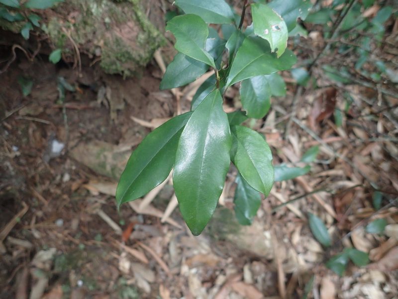 Myrsine stolonifera, photographed by 呂一起(Lyu yi-chi)