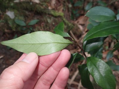 Myrsine stolonifera, photographed by 呂一起(Lyu yi-chi)