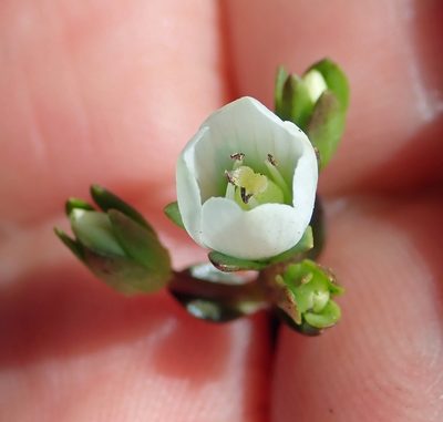 Gentianella chathamica, photographed by Peter de Lange