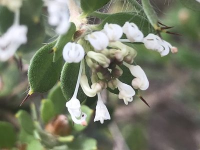 Hakea ruscifolia, photographed by Ann Bentley