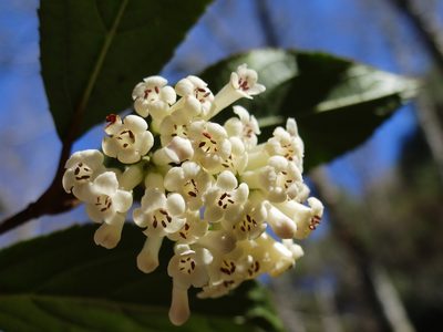 Viburnum taitoense, photographed by 葉子