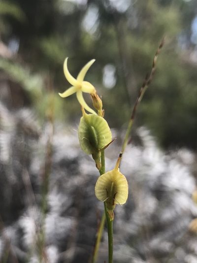 Tripterococcus brunonis, photographed by Ann Bentley