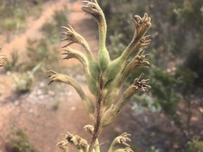 Anigozanthos flavidus, photographed by Ann Bentley