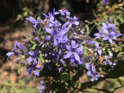 Billardiera variifolia, photographed by Ann Bentley