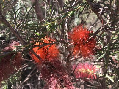 Melaleuca lateritia, photographed by Ann Bentley
