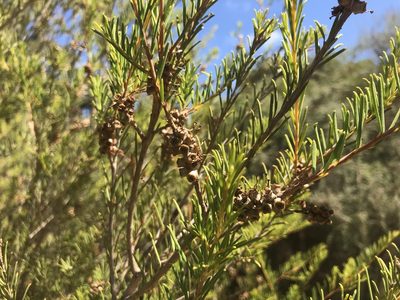 Melaleuca rhaphiophylla, photographed by Ann Bentley